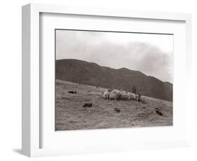 A Shepherd with His Border Collie Sheep Dogs Checks His Flock Somewhere on the Cumbrian Hills, 1935-null-Framed Photographic Print