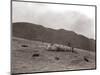 A Shepherd with His Border Collie Sheep Dogs Checks His Flock Somewhere on the Cumbrian Hills, 1935-null-Mounted Photographic Print