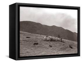 A Shepherd with His Border Collie Sheep Dogs Checks His Flock Somewhere on the Cumbrian Hills, 1935-null-Framed Stretched Canvas