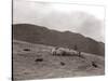 A Shepherd with His Border Collie Sheep Dogs Checks His Flock Somewhere on the Cumbrian Hills, 1935-null-Stretched Canvas