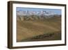 A shepherd with his sheep and goats in Bamiyan Province, Afghanistan, Asia-Alex Treadway-Framed Photographic Print