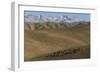 A shepherd with his sheep and goats in Bamiyan Province, Afghanistan, Asia-Alex Treadway-Framed Photographic Print