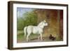 A Shetland Pony and a King Charles Spaniel-Martin Theodore Ward-Framed Giclee Print