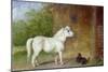 A Shetland Pony and a King Charles Spaniel-Martin Theodore Ward-Mounted Giclee Print