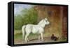 A Shetland Pony and a King Charles Spaniel-Martin Theodore Ward-Framed Stretched Canvas