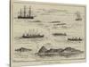 A Ship's Regatta at Trinidad-Thomas Harrington Wilson-Stretched Canvas
