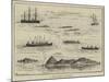 A Ship's Regatta at Trinidad-Thomas Harrington Wilson-Mounted Giclee Print