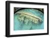 A Shipwreck Now Serves as an Artificial Reef in Palau's Inner Lagoon-Stocktrek Images-Framed Photographic Print