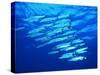 A Shoal of Black-Tail Barracudas (Sphyraena Qenie)-Andrea Ferrari-Stretched Canvas