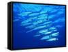 A Shoal of Black-Tail Barracudas (Sphyraena Qenie)-Andrea Ferrari-Framed Stretched Canvas