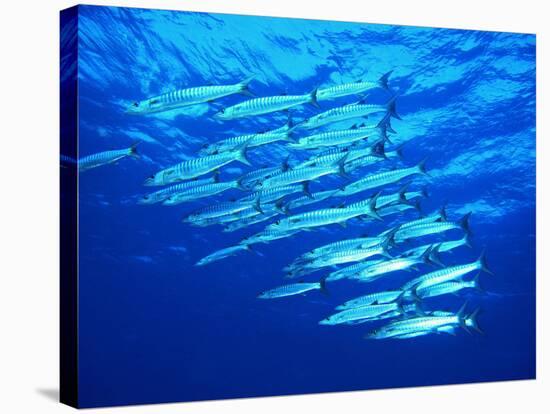 A Shoal of Black-Tail Barracudas (Sphyraena Qenie)-Andrea Ferrari-Stretched Canvas