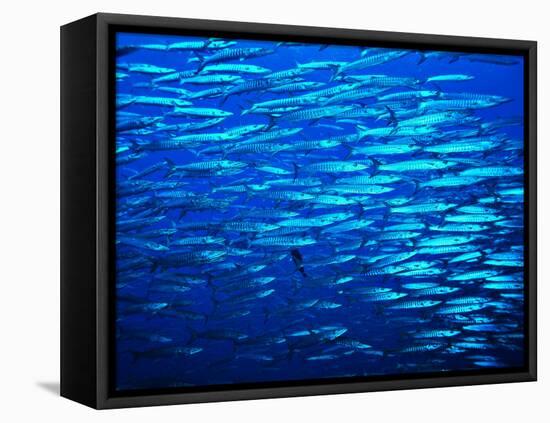 A Shoal of Black-Tail Barracudas (Sphyraena Qenie)-Andrea Ferrari-Framed Stretched Canvas