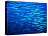 A Shoal of Black-Tail Barracudas (Sphyraena Qenie)-Andrea Ferrari-Stretched Canvas