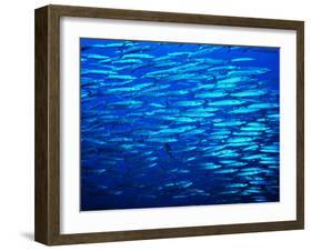 A Shoal of Black-Tail Barracudas (Sphyraena Qenie)-Andrea Ferrari-Framed Photographic Print