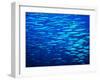 A Shoal of Black-Tail Barracudas (Sphyraena Qenie)-Andrea Ferrari-Framed Photographic Print