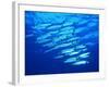 A Shoal of Black-Tail Barracudas (Sphyraena Qenie)-Andrea Ferrari-Framed Photographic Print