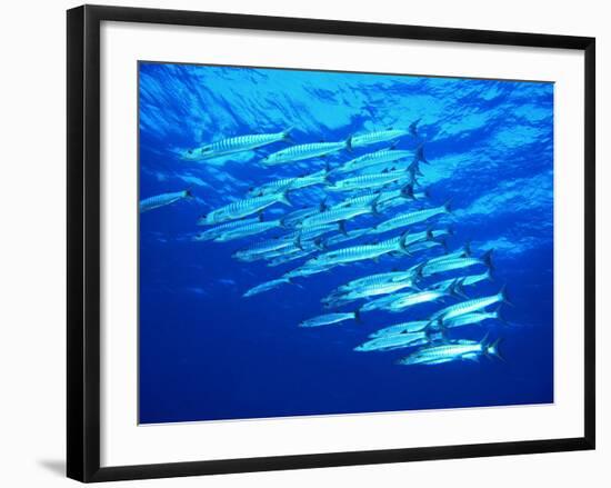 A Shoal of Black-Tail Barracudas (Sphyraena Qenie)-Andrea Ferrari-Framed Photographic Print