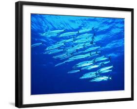 A Shoal of Black-Tail Barracudas (Sphyraena Qenie)-Andrea Ferrari-Framed Photographic Print