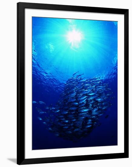 A Shoal of Jack Crevalle Crevalle Jack Fishes (Caranx Sexfasciatus)-Andrea Ferrari-Framed Photographic Print