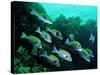 A Shoal of Speckled Sweetlips (Plectorhinchus Fishes)-Andrea Ferrari-Stretched Canvas