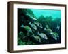 A Shoal of Speckled Sweetlips (Plectorhinchus Fishes)-Andrea Ferrari-Framed Photographic Print