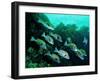 A Shoal of Speckled Sweetlips (Plectorhinchus Fishes)-Andrea Ferrari-Framed Photographic Print