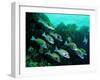 A Shoal of Speckled Sweetlips (Plectorhinchus Fishes)-Andrea Ferrari-Framed Photographic Print