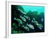 A Shoal of Speckled Sweetlips (Plectorhinchus Fishes)-Andrea Ferrari-Framed Photographic Print