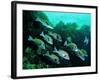 A Shoal of Speckled Sweetlips (Plectorhinchus Fishes)-Andrea Ferrari-Framed Photographic Print