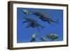 A Shonisaurus Ichthyosaur Stabs a Coelacanth Fish in Triassic Seas-Stocktrek Images-Framed Art Print