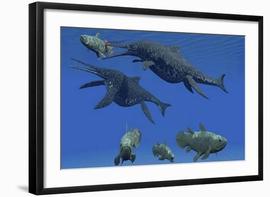 A Shonisaurus Ichthyosaur Stabs a Coelacanth Fish in Triassic Seas-Stocktrek Images-Framed Art Print