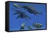 A Shonisaurus Ichthyosaur Stabs a Coelacanth Fish in Triassic Seas-Stocktrek Images-Framed Stretched Canvas