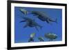 A Shonisaurus Ichthyosaur Stabs a Coelacanth Fish in Triassic Seas-Stocktrek Images-Framed Art Print