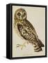 A Short-Eared Owl-Christopher Atkinson-Framed Stretched Canvas