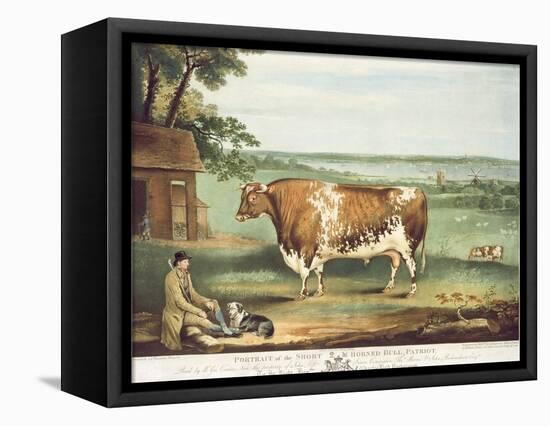 A Short Horned Bull, Patriot, Engraved by William Ward, Shrewsbury, 1810-Thomas Weaver-Framed Stretched Canvas