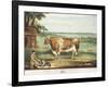 A Short Horned Bull, Patriot, Engraved by William Ward, Shrewsbury, 1810-Thomas Weaver-Framed Giclee Print