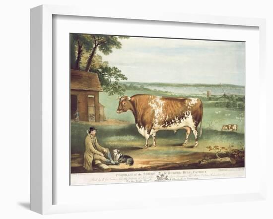 A Short Horned Bull, Patriot, Engraved by William Ward, Shrewsbury, 1810-Thomas Weaver-Framed Giclee Print