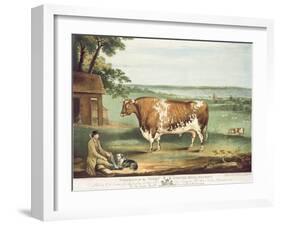 A Short Horned Bull, Patriot, Engraved by William Ward, Shrewsbury, 1810-Thomas Weaver-Framed Giclee Print