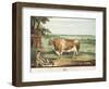 A Short Horned Bull, Patriot, Engraved by William Ward, Shrewsbury, 1810-Thomas Weaver-Framed Giclee Print