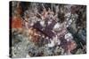 A Shortfin Lionfish Lays on the Seafloor Waiting for Prey-Stocktrek Images-Stretched Canvas