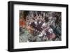 A Shortfin Lionfish Lays on the Seafloor Waiting for Prey-Stocktrek Images-Framed Photographic Print