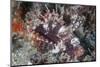 A Shortfin Lionfish Lays on the Seafloor Waiting for Prey-Stocktrek Images-Mounted Photographic Print