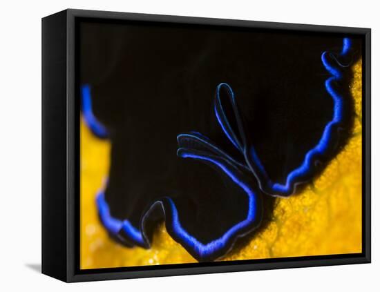 A Shot of a Flatworm Gliding over an Orange Sponge-Eric Peter Black-Framed Stretched Canvas