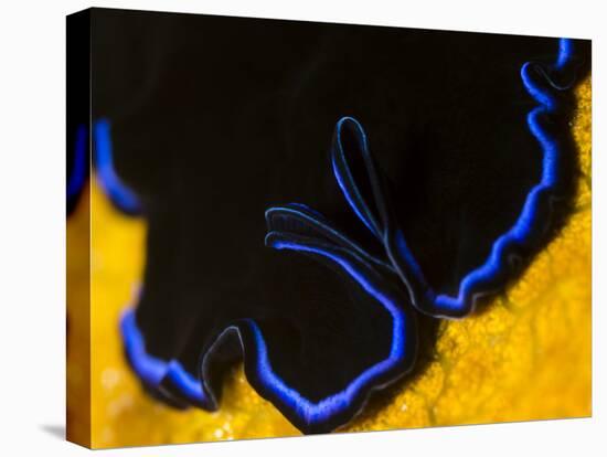 A Shot of a Flatworm Gliding over an Orange Sponge-Eric Peter Black-Stretched Canvas