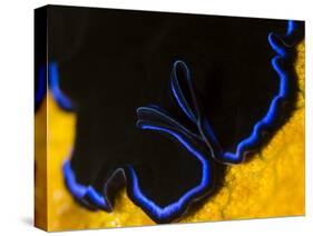 A Shot of a Flatworm Gliding over an Orange Sponge-Eric Peter Black-Stretched Canvas