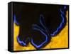 A Shot of a Flatworm Gliding over an Orange Sponge-Eric Peter Black-Framed Stretched Canvas