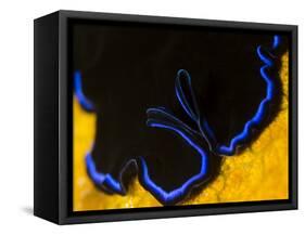 A Shot of a Flatworm Gliding over an Orange Sponge-Eric Peter Black-Framed Stretched Canvas