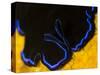 A Shot of a Flatworm Gliding over an Orange Sponge-Eric Peter Black-Stretched Canvas