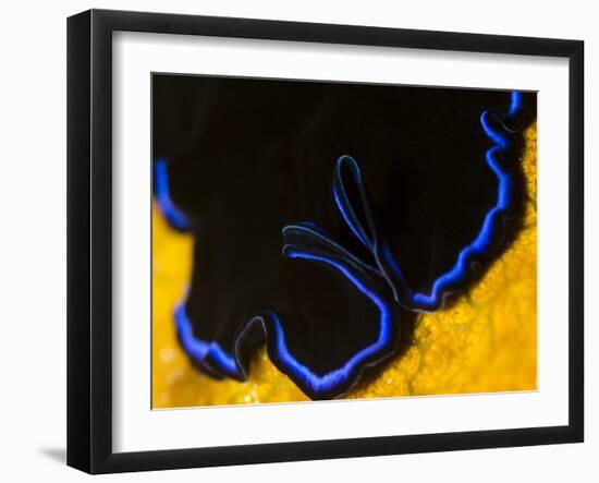 A Shot of a Flatworm Gliding over an Orange Sponge-Eric Peter Black-Framed Photographic Print