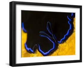 A Shot of a Flatworm Gliding over an Orange Sponge-Eric Peter Black-Framed Photographic Print